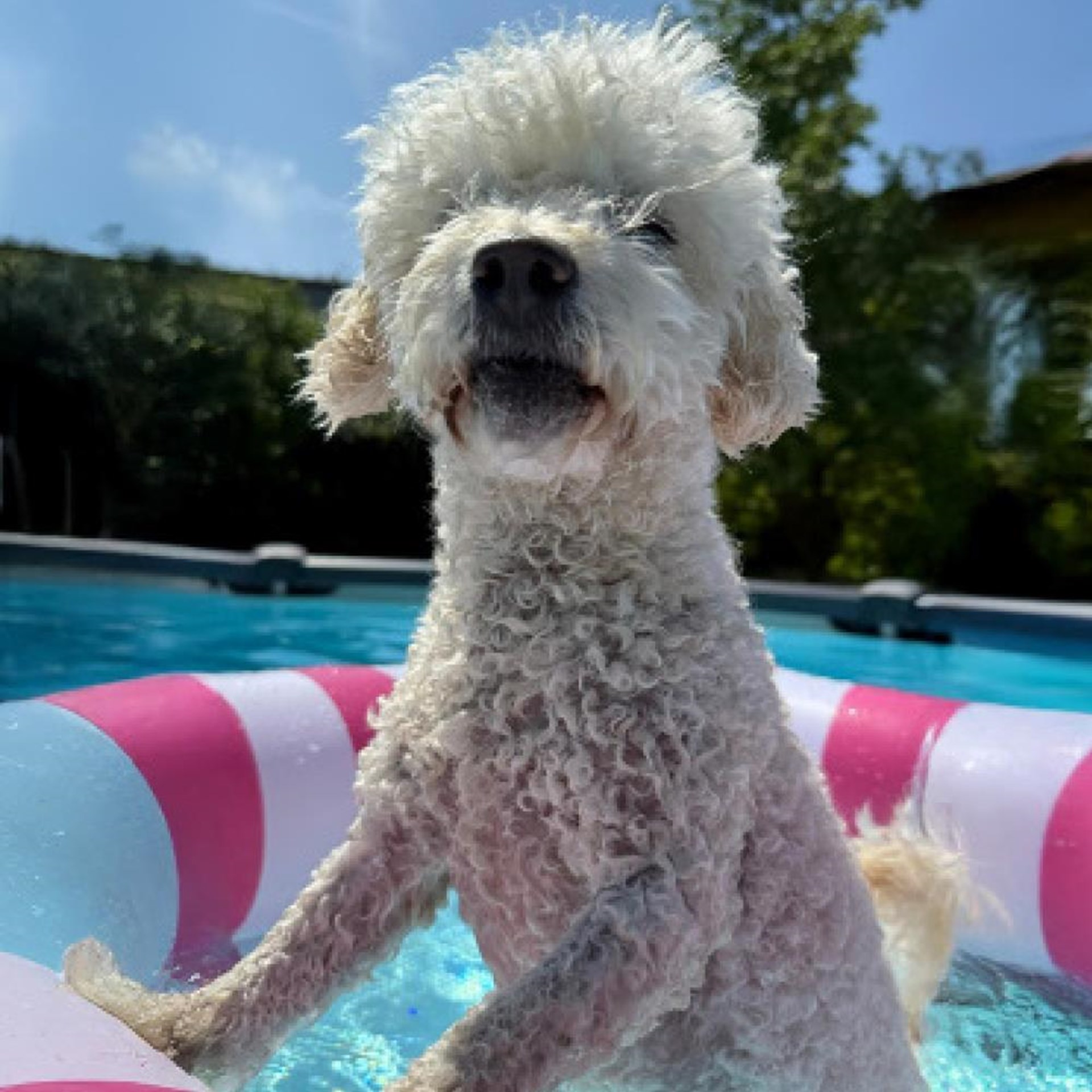 Ein Hund im Pool
