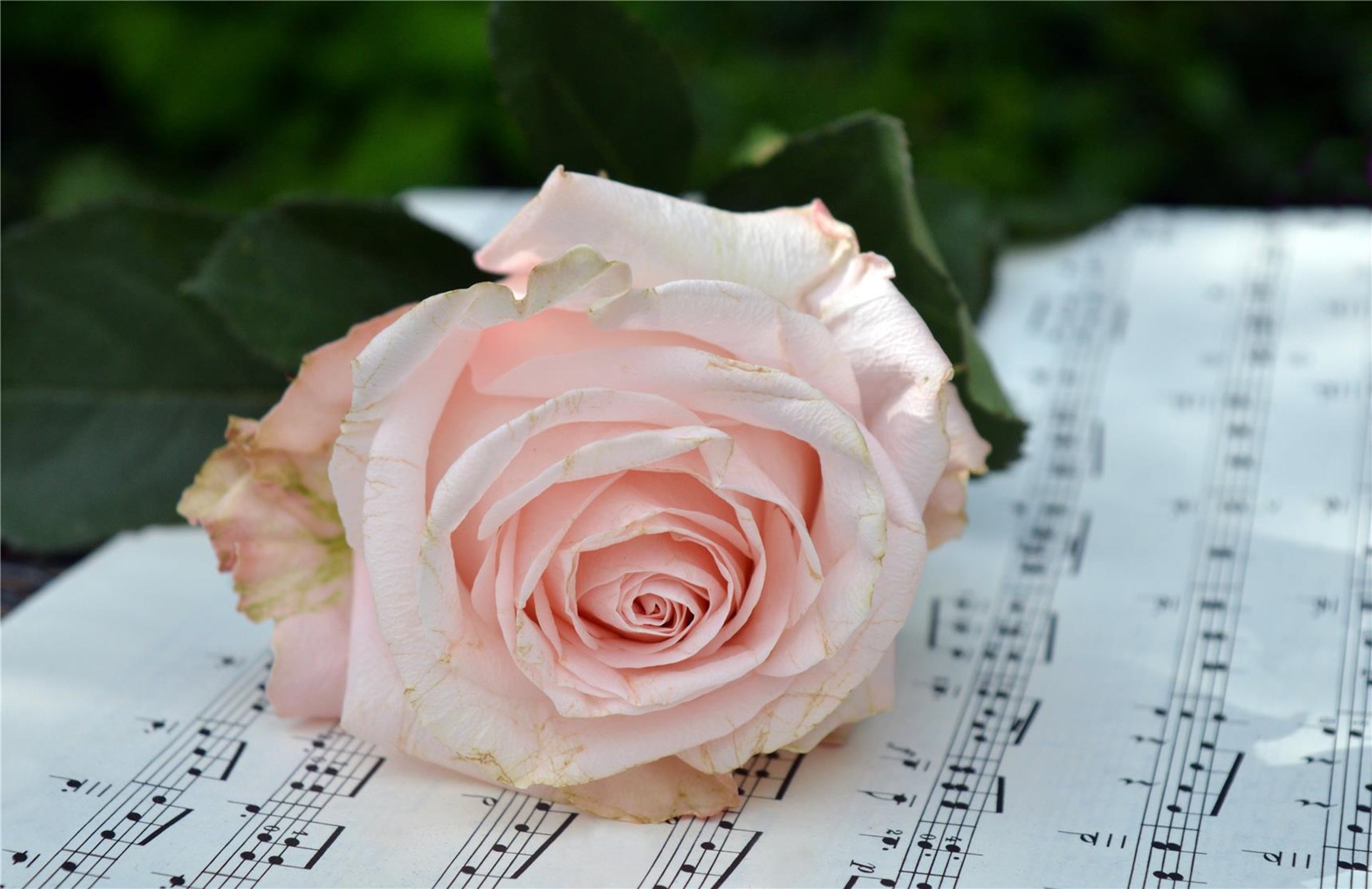 Eine zartrosa Rose liegt auf gedruckten Notenblättern, ihre feinen Blütenblätter entfalten sich spiralförmig zur Mitte. Die Blume symbolisiert Hoffnung und die verbindende Kraft des gemeinsamen Singens
