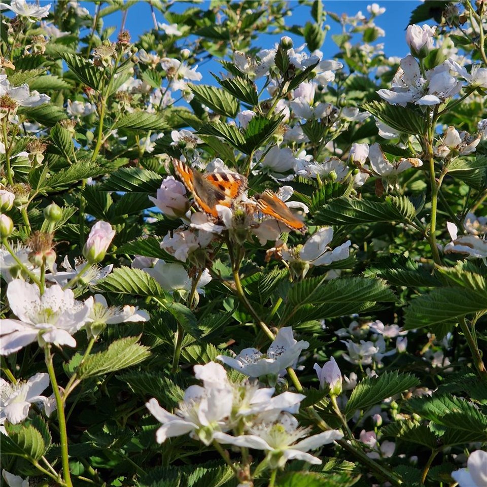 Schmetterlinge sitzen auf einem Busch mit weißen Blumen.