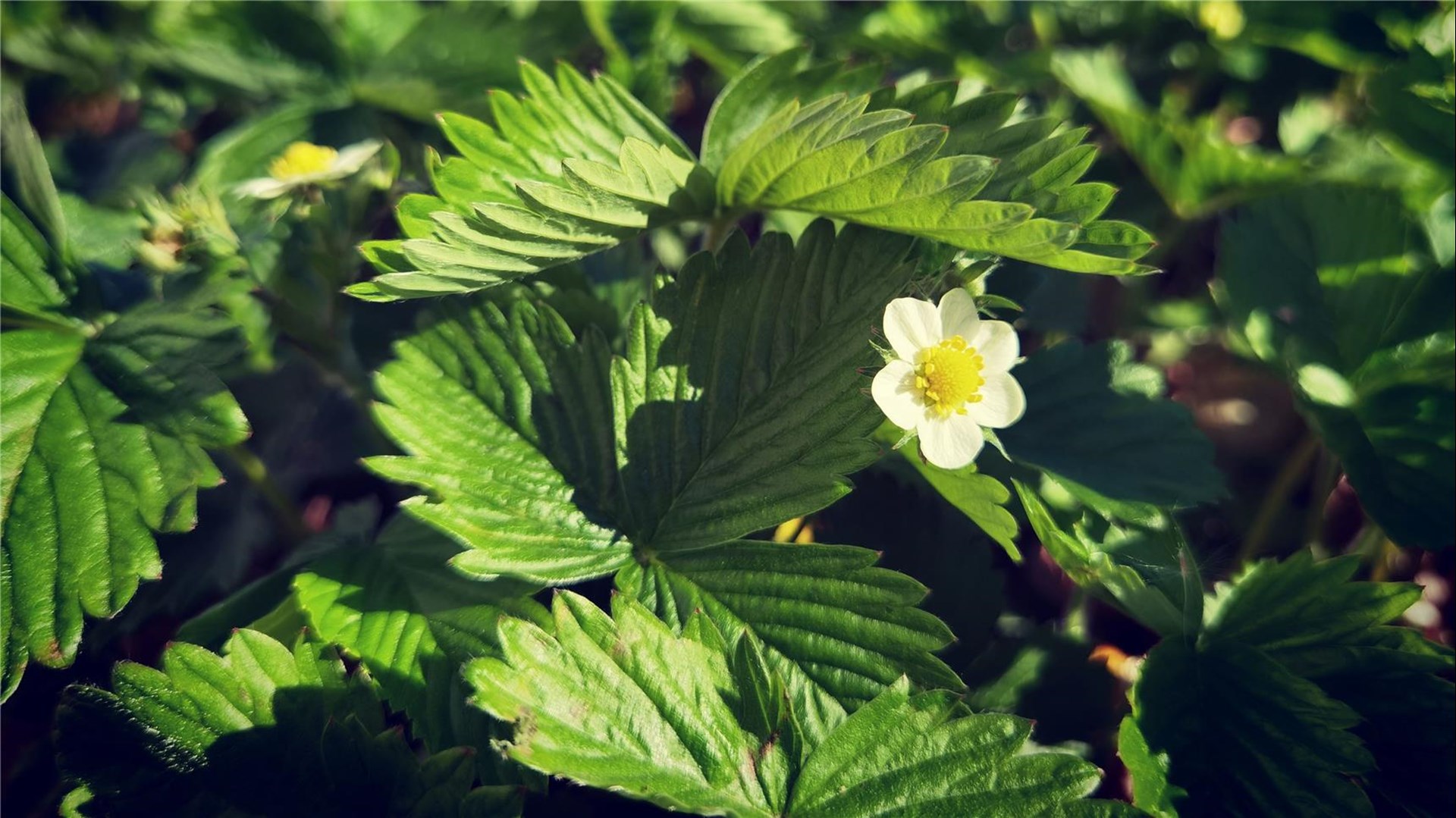 Erdbeere, Pflanze, Garten