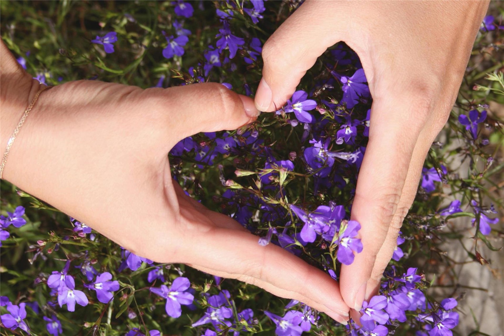 Sammlung, Spende, Herz, geben, Frühling, Sommer, Blumen